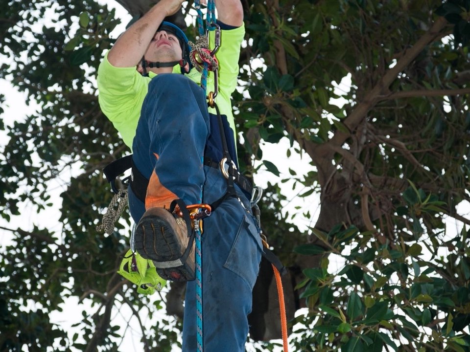 Qualified arborist working in a mature tree during a property survey in Bedfordshire