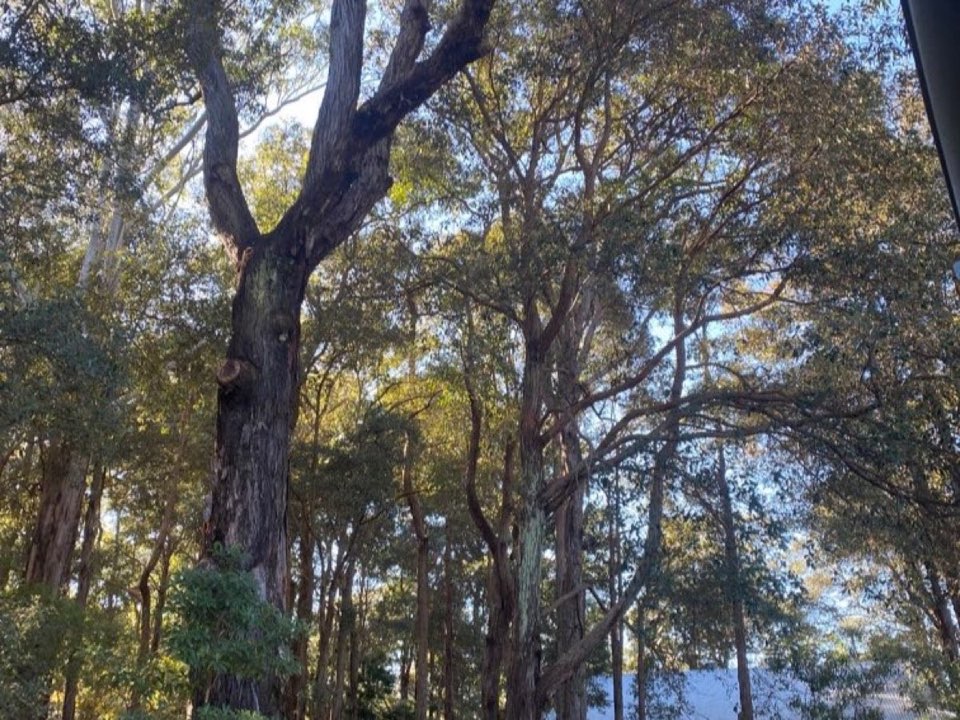 Mature trees in a Bedfordshire parkland setting due for routine re-inspection